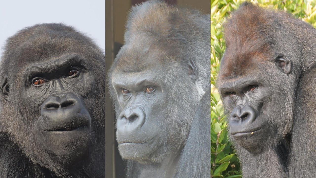Shabani, Ai, and Kiyomasa Higashiyama Zoo Gorilla 202601 - YouTube