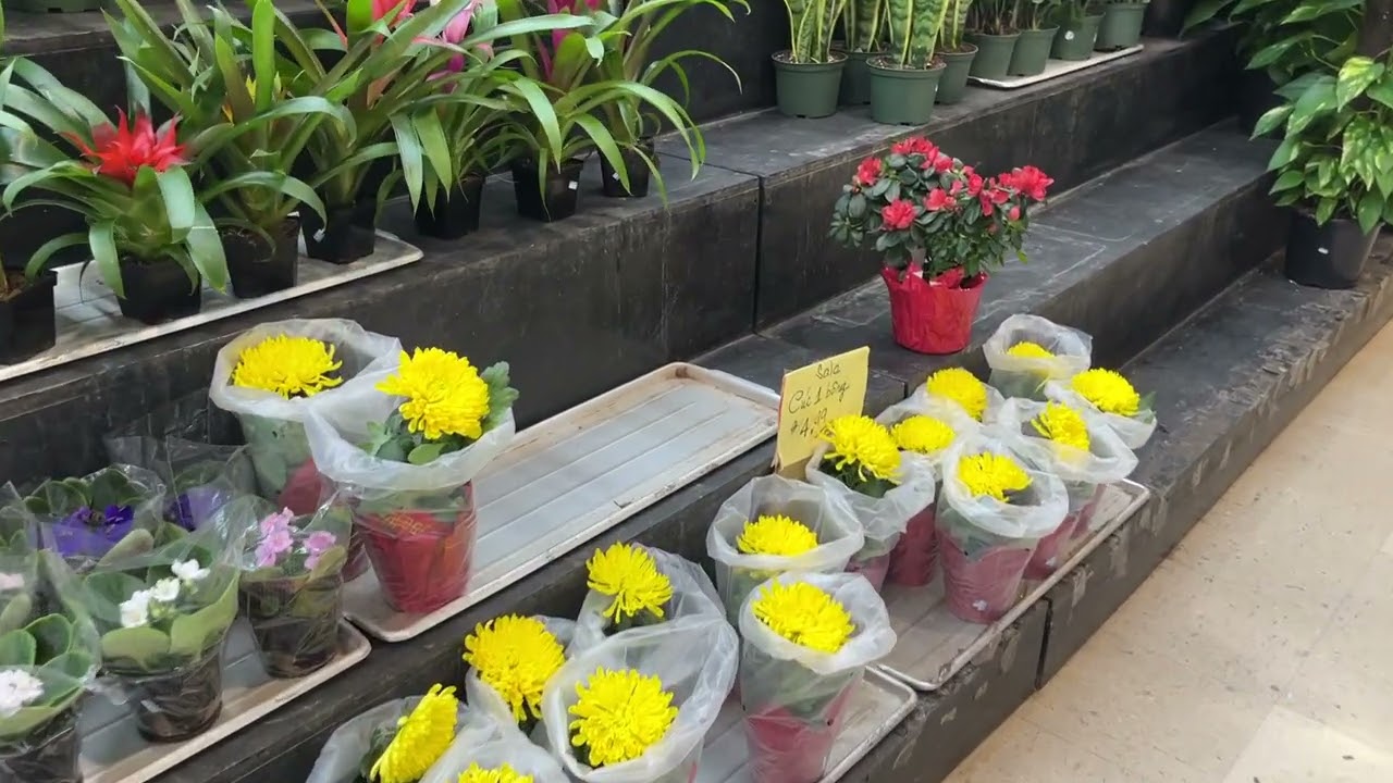 26 Tết 2026 đi chợ hongkong 