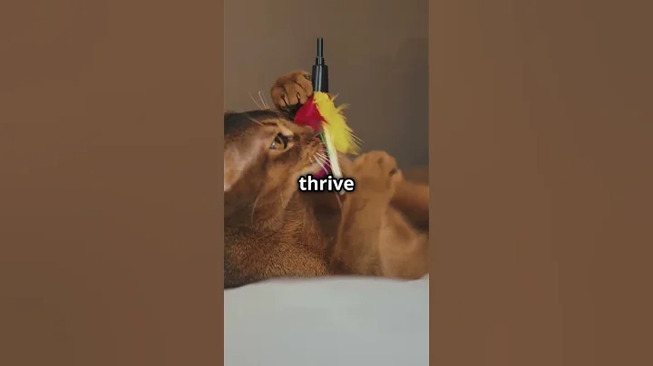 Watch the video about Meet the Energetic Abyssinian Cat!