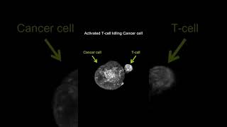 T cell killing Cancer cell #trending #biology #ytshorts #yt #neet #neet2026 #ctet #htet #cancer