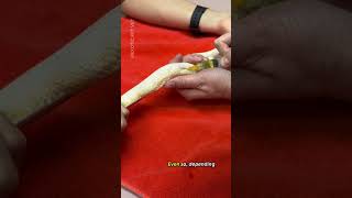 How To Give Injections (Subcutaneous Fluids and Local Anesthesia) To A Snake