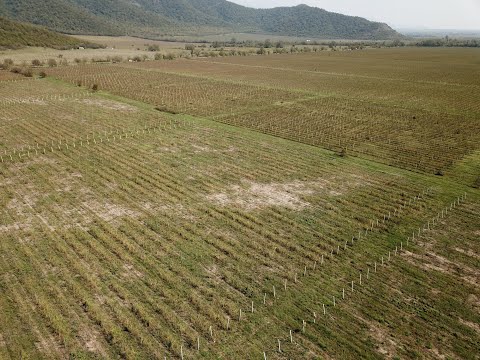 აგროდაზღვევის პროგრამის ბენეფიციარებისათვის  სეტყვით მიყენებული ზარალის ანაზღაურება მიმდინარეობს