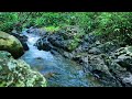 Peaceful Forest River Flow for Sleep | Gentle Stream Sounds to Ease Your Mind