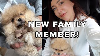 Collecting Our Teacup Pomeranian Puppy! / Sophie Shohet / VLOG