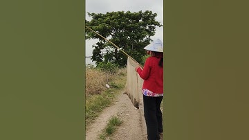 nhấp ếch không cần lưỡi câu nhiều thấy ham quá