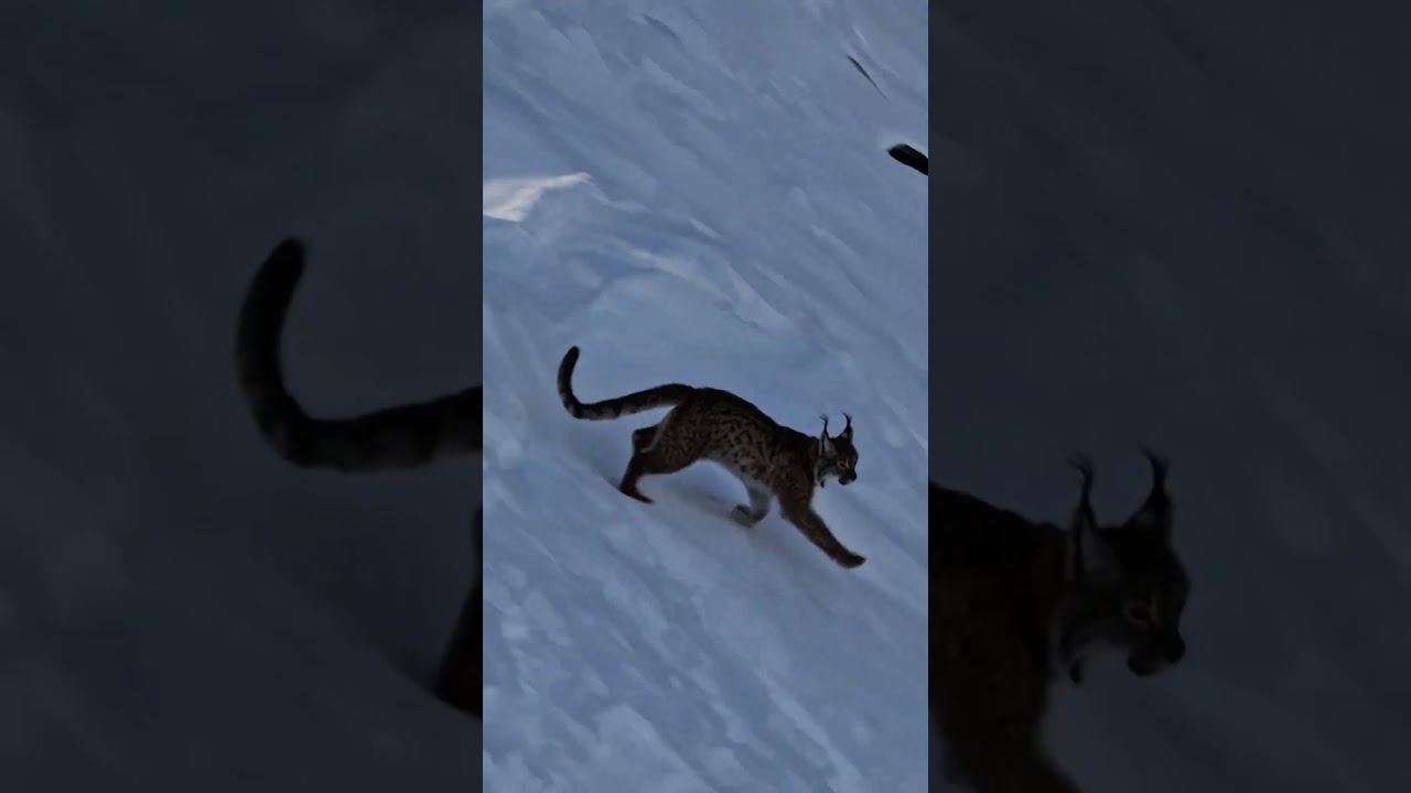 Ruler of the Snowy Mountains, the Lynx