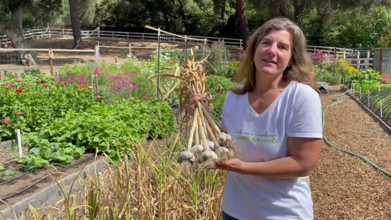 How to Plant, Grow and Harvest Great Garlic