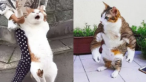 Watch the video about Best Funny Animal Videos Of The 2023 🤣 - Funniest Cats And Dogs Videos 😺😍😂🐶 Funny cat & dog videos 😍