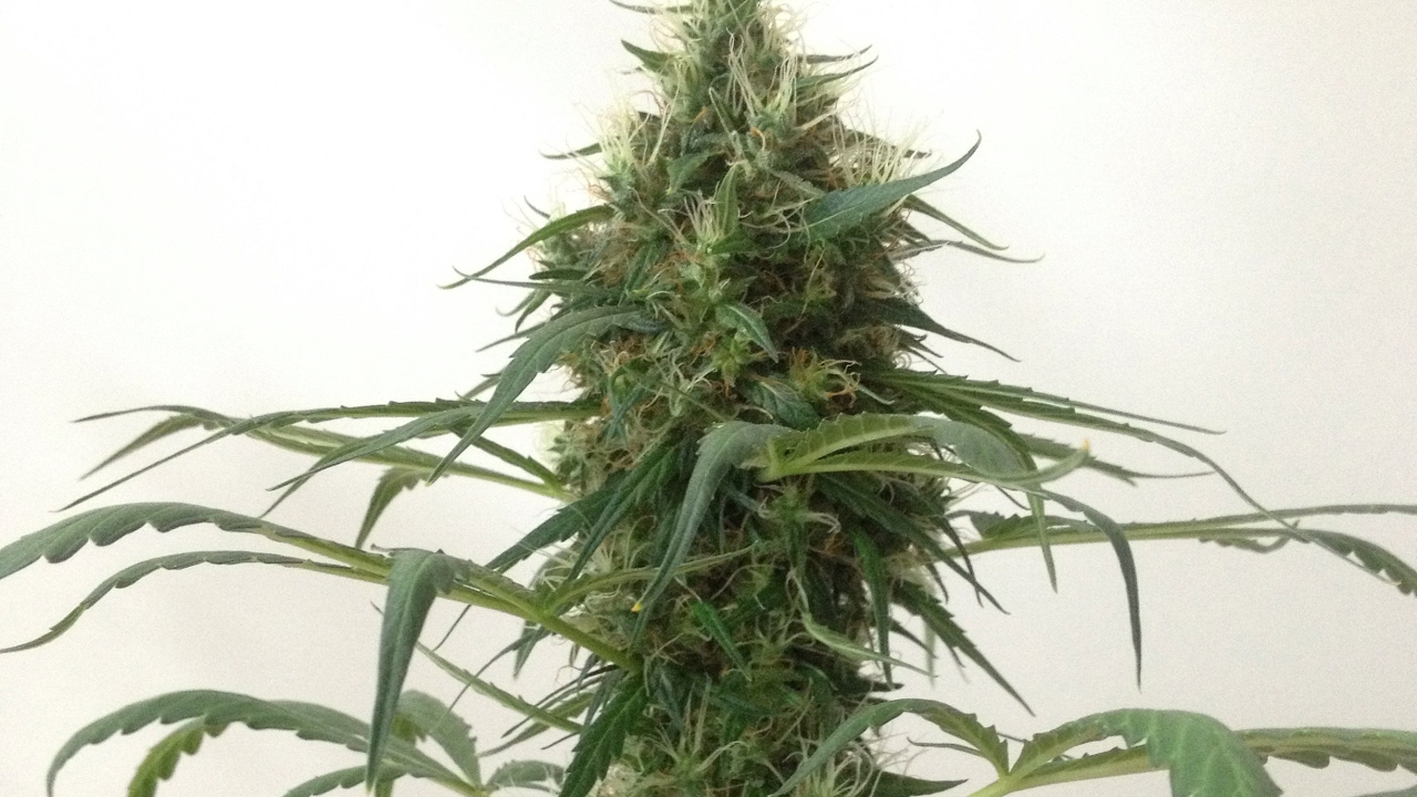 CULTIVO INDOOR -FLORAÇÃO 39D- CANNABIS MEDICINAL