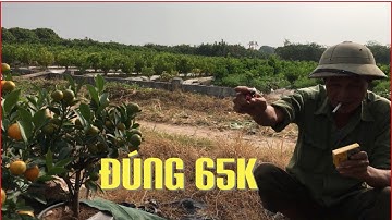 Quất Tết 2021 quất bát đẹp bán đúng giá quất mini thần tài