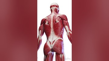 💪 The Layers of Back Muscles: Your Body’s Support System 💪 #anatomy