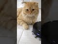 cat a