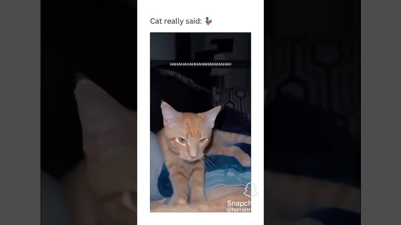 Cat makes duck noises and stuff
