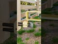 Automatic steel gate latch system. #gates  #diy