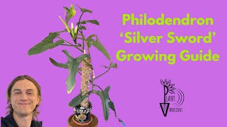 Philodendron 'Silver Sword' Complete Growing Instructions - Philodendron hastatum