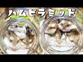 もふもふ猫顔ハムスターピラミッド【五つ子ロボロフスキー】