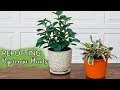 Repotting Peperomias: What You Need To Know & The Mix They Like Best / Joy Us garden