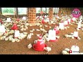 फीड क्या रेट मिला | poultry premium quality feed | poultry feed rate