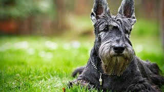 Do Scottish Terriers have a strong protective instinct? by Scottish Terrier USA 73 views 3 weeks ago 3 minutes, 30 seconds