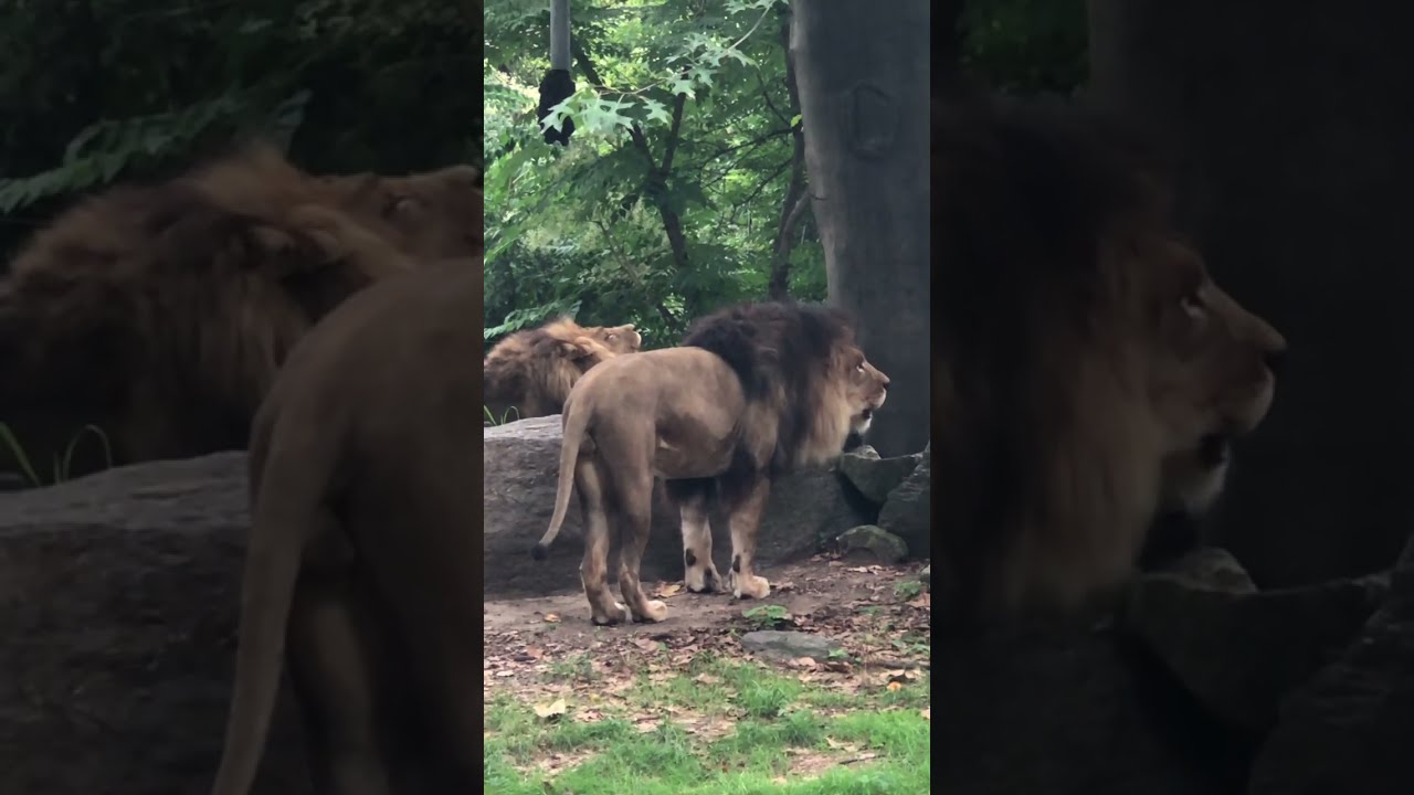 Thulani and ime bronx Zoo Lions roar,August 16 2019￼