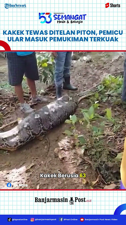 Ular Piton 8 Meter Telan Kakek Berusia 63 Tahun, Pemicu Piton Masuk Pemukiman Warga Akhirnya Terkuak