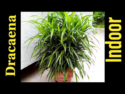 Dracaena plant: How to grow and take care | Dracaena - Perfect house