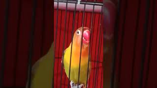 Download Lagu Lovebird gacor ngekek ngeslup | #shorts MP3 Download Lagu Lovebird gacor ngekek ngeslup | #shorts MP3