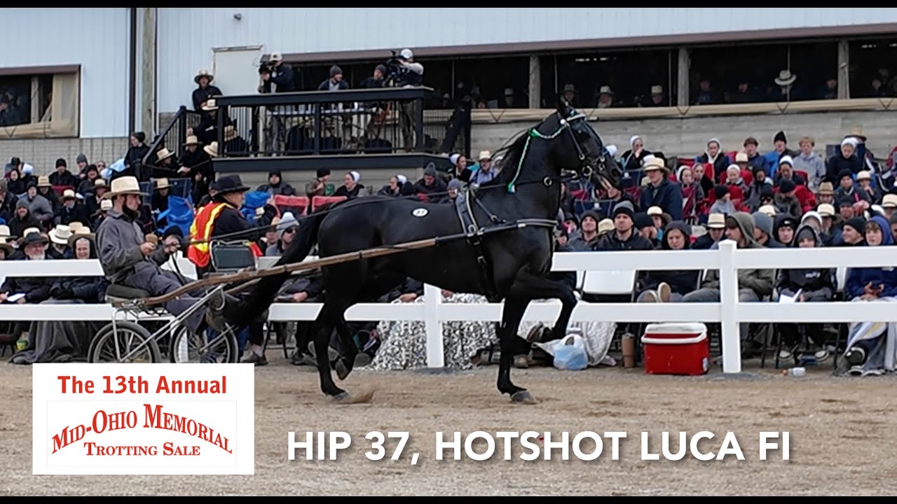 Hip 37 Hotshot Luca | 2025 Mid Ohio Memorial Trotting Sale