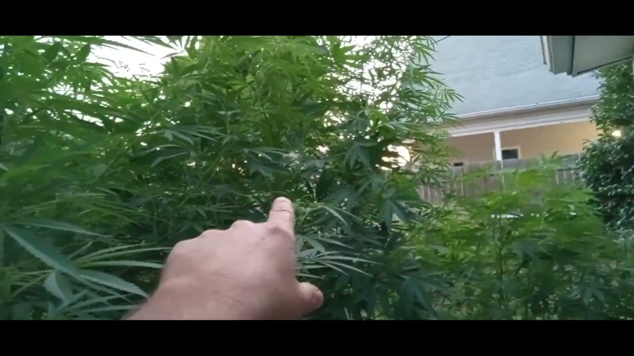 Biggest Organic Grown Cannabis in all of Ohio!