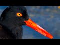 Black Oystercatcher