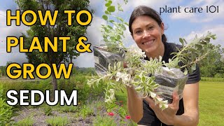 Sedum Plant Care 101: How to Grow, Plant, Water, Prune & More - Sedum Stonecrop Plants Sedum Plant Care 101: How to Grow, Plant, Water, Prune & More - Sedum Stonecrop Plants