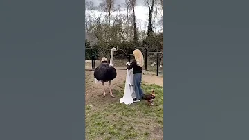 На что способен страус! What an ostrich is capable of! #shorts