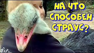 На что способен страус! What an ostrich is capable of! #shorts