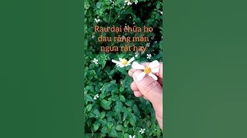 hoa xuyến chi chữa ho đau răng mẩn ngứa rất hay. THẢO DƯỢC VIỆT