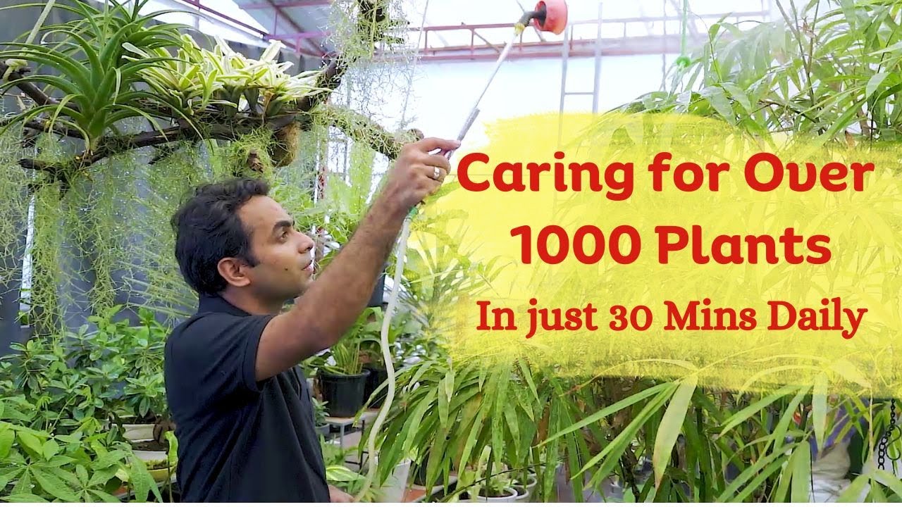 Caring for over 1000 Plants: My Quick 30-Minute Routine Unveiled #gardening #airplants