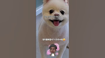 #왕공감 -인생명언~♡💘 #ㅎㅎ귀여운댕댕이(우주😘) #60smusic #공감글귀 #힐링 #Puppy #좋아요 #행복이란 #동기부여 #자기계발#강아지  #dog쇼츠 #원더풀해결사 💯