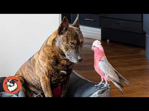 This Dog Was Heartbroken, Until He Saw His Parrot Again