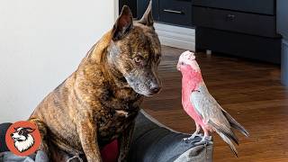 This Dog Was Heartbroken, Until He Saw His Parrot Again