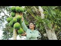 Papaya Picking For Papaya Fermented | Papaya Fermented | Sros Yummy Cooking Vlogs