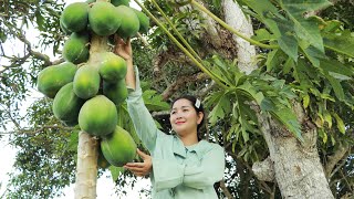 Papaya Picking For Papaya Fermented | Papaya Fermented | Sros Yummy Cooking Vlogs