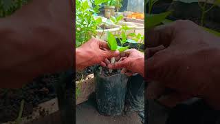 ide kreatif mengatasi hama daun dan batang#shorst #gardening #caramerawattanaman #berkebun #fyp