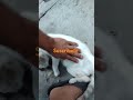 amor de gatos
