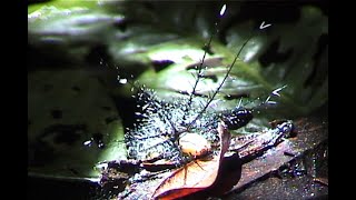 Weird Caterpillars in the Peruvian Amazon