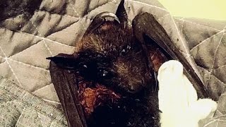 Rescuing a young juvenile flying-fox on the ground:  this is Lachie by Megabattie 1,616 views 21 hours ago 13 minutes, 30 seconds