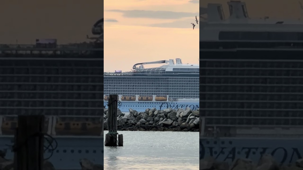 Vancouver seagulls meet a cruise ship! 🚢 #shorts