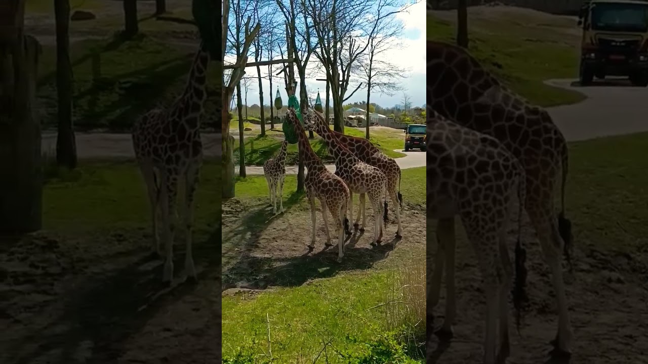 Giraffe in Europe, Wildland Zoo, Travel Netherland, Travel Holland