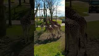 Giraffe In Europe, Wildland Zoo, Travel Netherland, Travel Holland