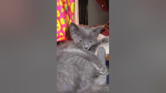 Selective focus shot of a gray cat with an angry cat face with a