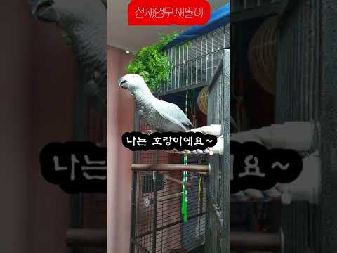 똘이야~토요일은 라이브방송~큐!다~?앵무새 똘이 K-parrot [똘이뷰] Korean-gray parrot#shorts