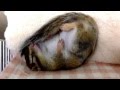 ぐっすり眠るシマリス